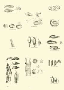 Seite aus dem Bildmuseum der belebten Natur von English School