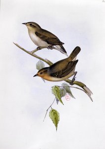 Paar von Certhidea Olivacea, Illustration aus Die Zoologie der Reise der H.M.S. Beagle, 1832-36, von Charles Darwin, 1840 von English School