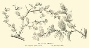 Palästinische Dornen von English School