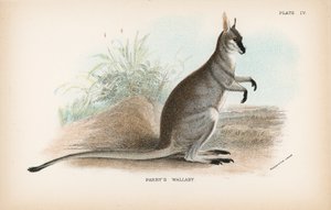 Parrys Wallaby von English School