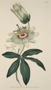 Passiflora Coerulea Gemeine Passionsblume, veröffentlicht 1786 handkolorierter Stich