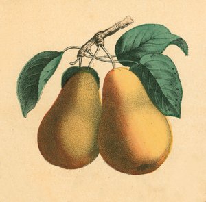 Birnen