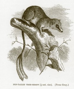 Federbusch-Spitzhörnchen, Illustration aus The Royal Natural History von English School