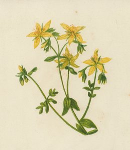Johanniskraut, Hypericum Perforatum