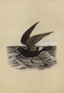 Sturmvogel von English School