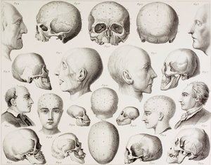 Phrenologische Illustration, die die psychologischen Beziehungen des Gehirns zeigt, aus einem Druck des 19. Jahrhunderts