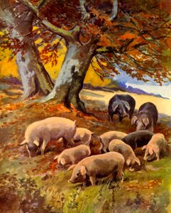 Schweine auf der Weide