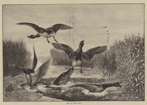 Hecht auf der Jagd von English School