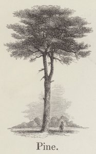 Kiefer (Gravur) von English School