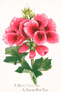 Rosa Blumen, Weihnachtskarte
