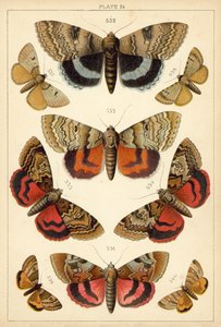 Tafel aus Unseres Landes Schmetterlinge und Motten