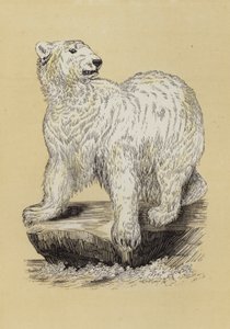Eisbär