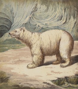 Eisbär