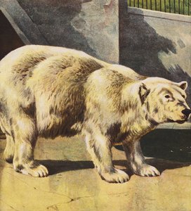 Eisbär