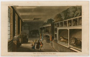 Politos Royal Menagerie, Exeter Change, Strand
