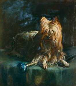 Porträt von Jim; ein Yorkshire Terrier