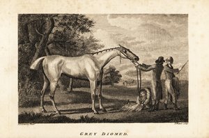 Porträt des Rennpferdes Grey Diomed mit Jockey und Stallburschen