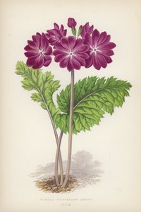 Primula Cortusoides Amoena