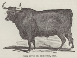 Preisgekrönter Devon-Ochse, Weihnachten von English School
