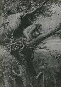 Wahrscheinlich baumbewohnend - dargestellt von R L S