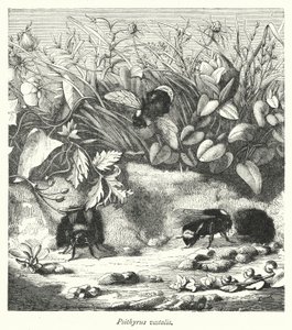 Psithyrus vestalis (Kupferstich) von English School