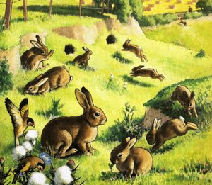 Spielende Kaninchen