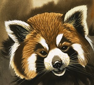 Waschbär