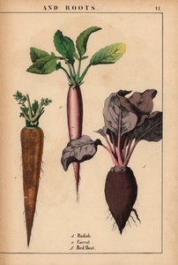 Radieschen, Karotte und rote Rübe, aus 