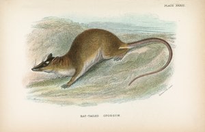 Langschwanz-Opossum von English School