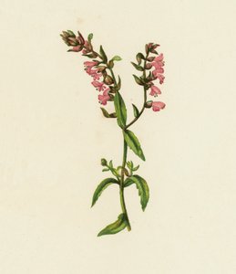 Rote Bartsie, Bartsia Odontites von English School