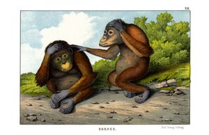 Roter Orang-Utan von English School