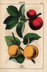 Rote Äpfel und Aprikosen, aus "The Instructive Picturebook, or Lessons from the Vegetable World," [Charlotte Mary Yonge], Edinburgh von English School