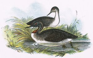 Rothalstaucher