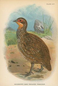 Reichenows Nackthalsfrankolin