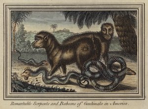 Bemerkenswerte Schlangen und Paviane von Gautimala in Amerika
