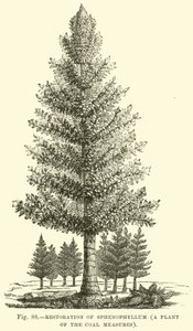 Restaurierung von Sphenophyllum, einer Pflanze der Kohleflöze