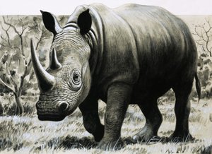 Nashorn von English School