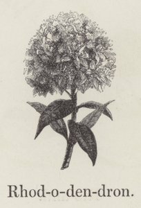 Rhododendron von English School