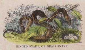 Ringelnatter oder Grasnatter (farbige Gravur)