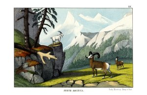 Rocky-Mountain-Schaf