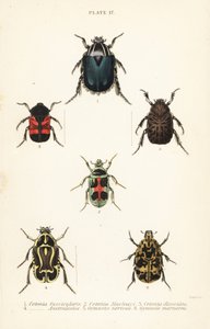 Rosenkäfer: Cetonia fascicularis 1, Heterorhina macleayi 2, Gametoides subfasciata 3, Geigenkäfer, Eupoecila australasiae 4, Gymnetis hieroglyphica 5 und Gymnetis marmorea 6 von English School