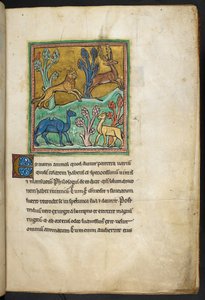 Ein Leopard jagt einen Hirsch, mit einem Kamel und einem anderen Tier