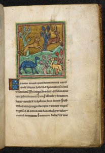 Leopard jagt einen Hirsch, mit einem Kamel und einem anderen Tier