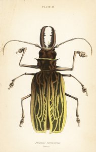 Säbelzahn-Langhornkäfer, Macrodontia cervicornis (Prionus cervicornis) von English School