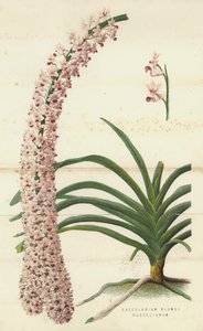 Saccolabium Blumei Russelianum (Chromolithografie) von English School