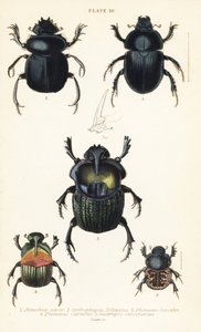 Heiliger Skarabäus, Scarabaeus sacer 1, Mistkäfer, Onthophagus nuchicornis 2, Coprophanaeus lancifer 3, Sulcophanaeus carnifex 4, und Mistkäfer, Geotrupes stercorarius 5 von English School