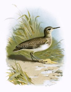 Strandläufer von English School