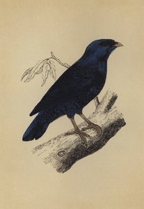 Seidenvogel (Farblithografie)