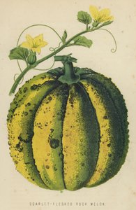 Scharlachrotes Fleisch-Rock-Melone von English School