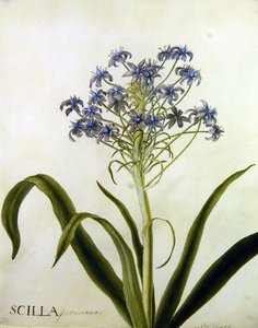 Scilla Peruviana Botanische Studie